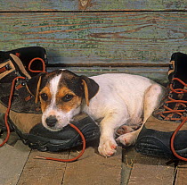 Jack russell terrier, puppy resting on hiking boot