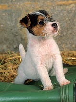 Jack russell terrier, puppy, portrait with wellington boot