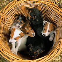 RF- Jack russell terrier, six puppies in basket. (This image may be licensed either as rights managed or royalty free.)