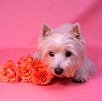 West highland terrier, studio portrait with red roses