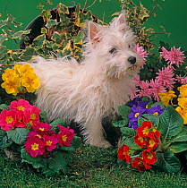 West highland terrier, studio portrait with summer flowers