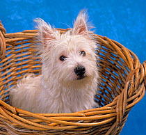West highland terrier, in basket