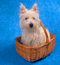 West highland terrier, sitting in basket