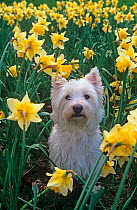 West highland terrier, amongst Daffodils, UK