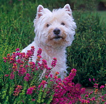 West highland terrier amongst heather flowers, UK