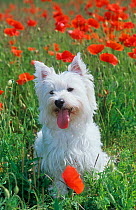 RF- West highland terrier amongst Poppy flowers, UK. (This image may be licensed either as rights managed or royalty free.)