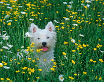 West highland terrier amongst buttercups and daisies, UK