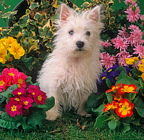 West highland terrier amongst cultivated garden flowers