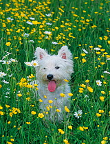 West highland terrier amongst buttercups and daisies, UK
