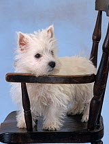 West highland terrier, on wooden chair