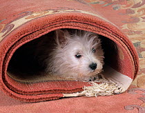 West highland terrier hiding in carpet roll