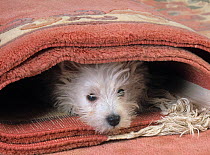West highland terrier hiding in carpet roll