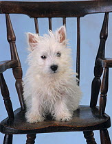 West highland terrier sitting on wooden chair