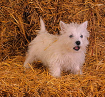 West highland terrier amongst straw bales