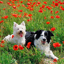 West highland terrier and border collie in field of poppy flowers, UK