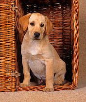 Yellow labrador, puppy in picnic basket