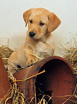 Yellow labrador, puppy with flower pots