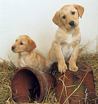 Yellow labrador, two puppies with flower pots