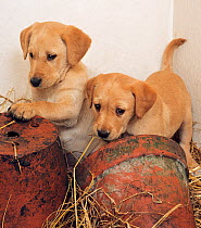 Yellow labrador, two puppies with flower pots