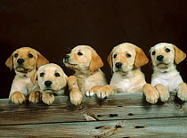 Yellow labrador, five puppies in a row