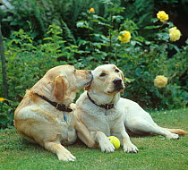 RF- Two Yellow labradors in garden, one licking the other, UK. (This image may be licensed either as rights managed or royalty free.)