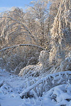 Trees weighed down by weight of ice, which formed after rain in December, and was then covered with snow. Many trees have broken and branches are bent  to the ground by the weight. This unusual phenom...