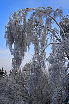 Birch trees weighed down by weight of ice, which formed after rain in December, and was then covered with snow. Many trees have broken and branches are bent  to the ground by the weight. This unusual...