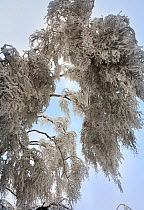 Birch tree weighed down by weight of ice, which formed after rain in December, and was then covered with snow. Many trees have broken and branches are bent  to the ground by the weight. This unusual p...