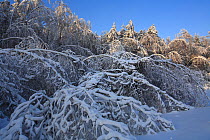 Trees, mainly Birch,  weighed down by weight of ice, which formed after rain in December, and was then covered with snow. Many trees have broken and branches are bent  to the ground by the weight. Thi...