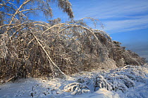 Trees, mainly Birch,  weighed down by weight of ice, which formed after rain in December, and was then covered with snow. Many trees have broken and branches are bent  to the ground by the weight. Thi...