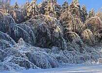 The forest after" ice rain" phenomenon and several snowfalls when many trees have been broken and bent up to the ground  as result of increased weigt of the crowns. January 2011. Central part of Russi...
