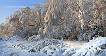 The forest after" ice rain" phenomenon and several snowfalls when many trees have been broken and bent up yo the ground  as result of increased weigt of the crowns. January 2011. Central part of Russi...