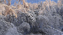 The forest after" ice rain" phenomenon and several snowfalls when many trees have been broken and bent up to the ground  as result of increased weigt of the crowns. January 2011. Central part of Russi...