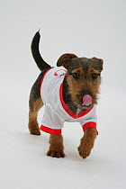 Rough coated Jack Russell Terrier, black and tan, wearing sports shirt and licking mouth