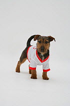 Rough coated Jack Russell Terrier, black and tan, wearing sports shirt