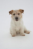 Rough coated Jack Russell Terrier, sitting, grinning