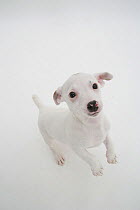 Smooth coated Jack Russell Terrier, white, looking up, standing on back legs