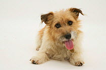 Rough coated Jack Russell Terrier, tan and white, portrait, looking expectant