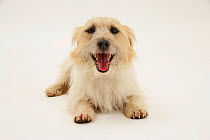 Rough coated Jack Russell Terrier, tan and white, lying down, panting