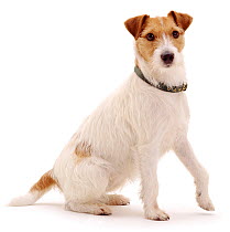 Rough coated Jack Russell Terrier, tan and white, female, sitting with paw raised
