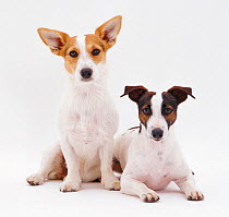 Two smooth coated Jack Russell Terriers, tan and white, and black, tan and white