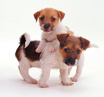 Two Rough coated Jack Russell Terrier puppies, black, tan and white, puppies playing