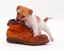 Rough coated Jack Russell Terrier puppy, tan and white, chewing a boot