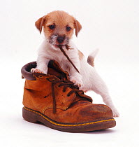 Rough coated Jack Russell Terrier puppy, tan and white, chewing a boot shoelace