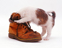Rough coated Jack Russell Terrier puppy, tan and white, playing with a boot