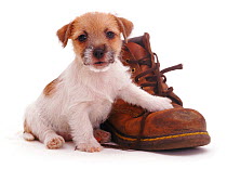 Rough coated Jack Russell Terrier puppy, tan and white, with a boot