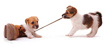 Two Rough coated Jack Russell Terrier puppies, black, tan and white, playing with a bootlace