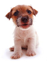 Rough coated Jack Russell Terrier puppy, black, tan and white, portrait