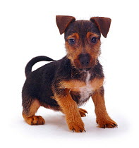 Rough coated Jack Russell Terrier puppy, black and tan, portrait