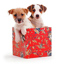Jack-in-a-box - two Jack Russell Terrier puppies in box, one rough coated, one smooth coated, black, tan and white